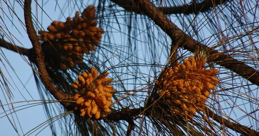 Madhya Pradesh Image 2
