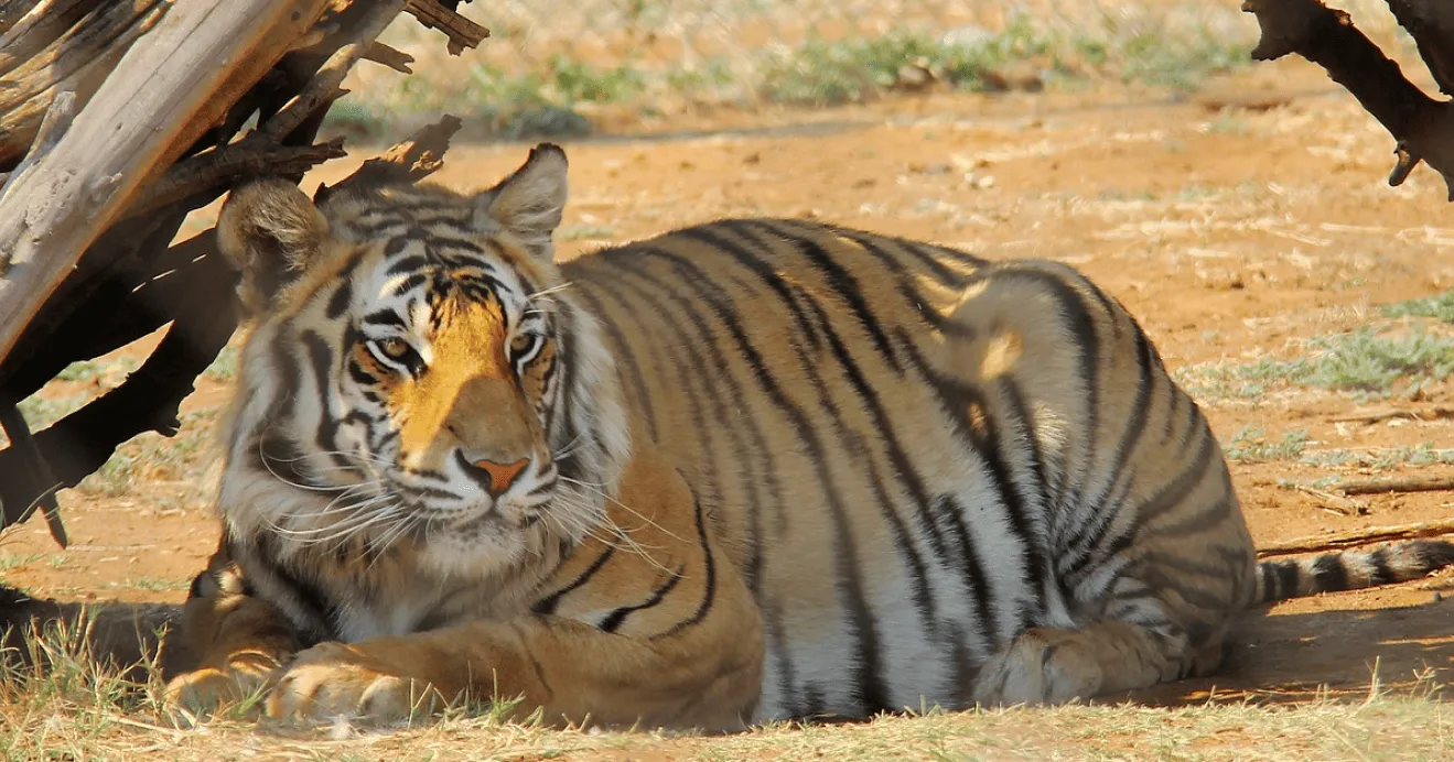 South Africa Image 1